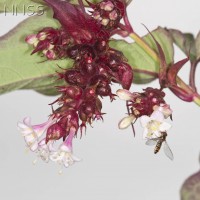 Himalayan Honeysuckle